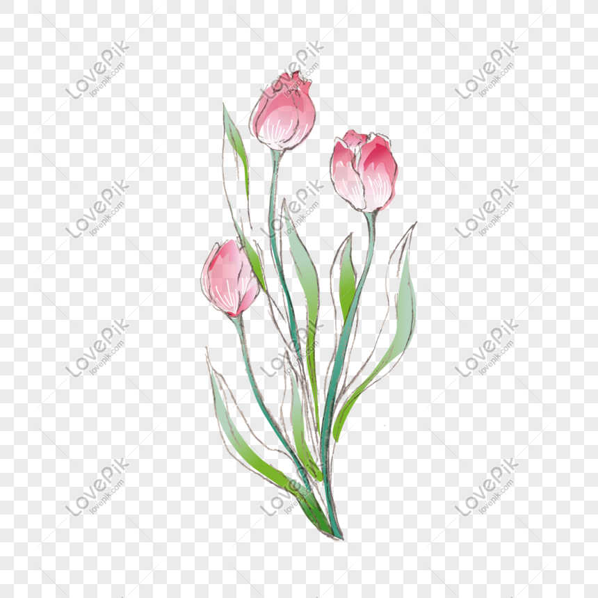 860x860 Hand Drawn Tulip Vector Png Image Picture Free Download