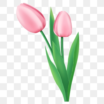 360x360 Free Download Art Tulip Flowers Free Pictures Png Images, Art