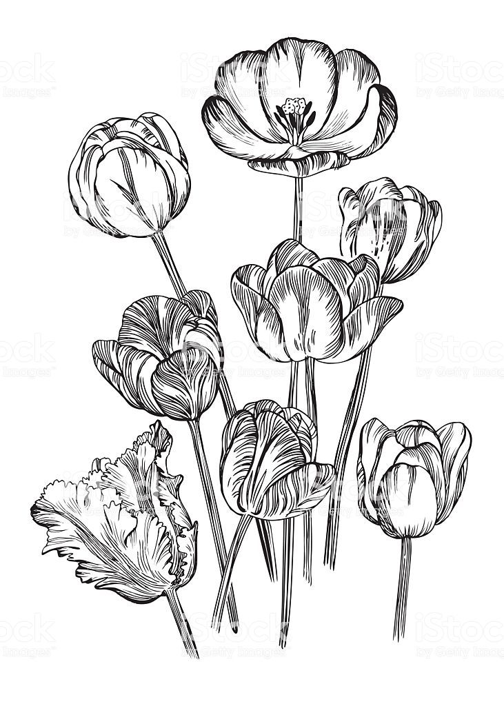 731x1024 Hand Drawing Of Spring Flowers Tulips, Rendering As Vector