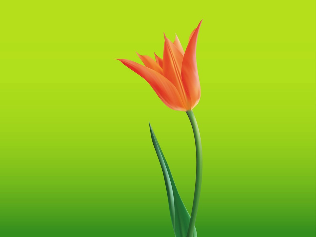 1024x768 Open Tulip Flower Vector Art Graphics