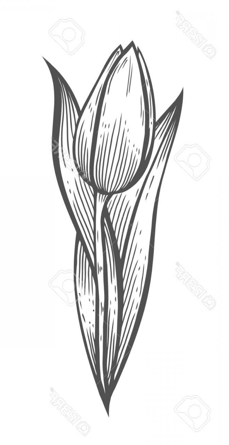804x1560 Photostock Vector Graphic Vector Illustration Of Tulip On A White