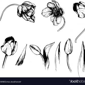 300x300 Tulip Decorative Flower Hand Vector Newwaysys