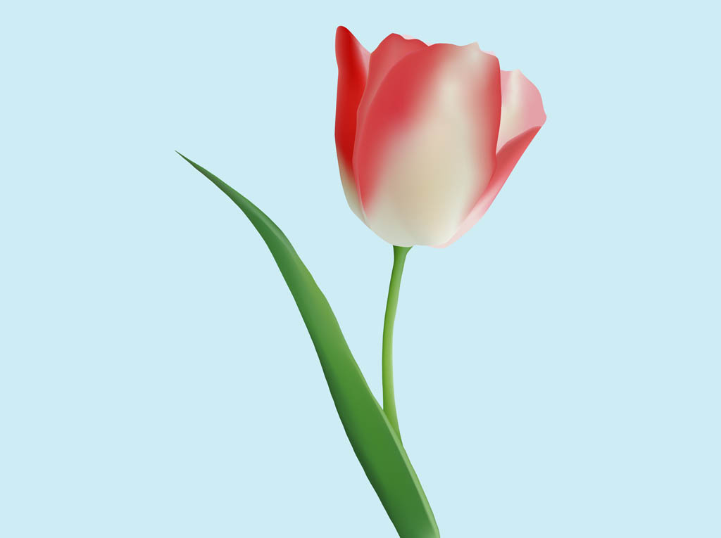 1024x765 Tulip Graphics Vector Art Graphics
