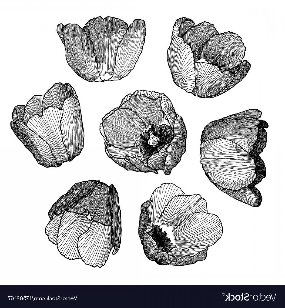 1200x1296 Tulip Vector Art Hoodamathrun