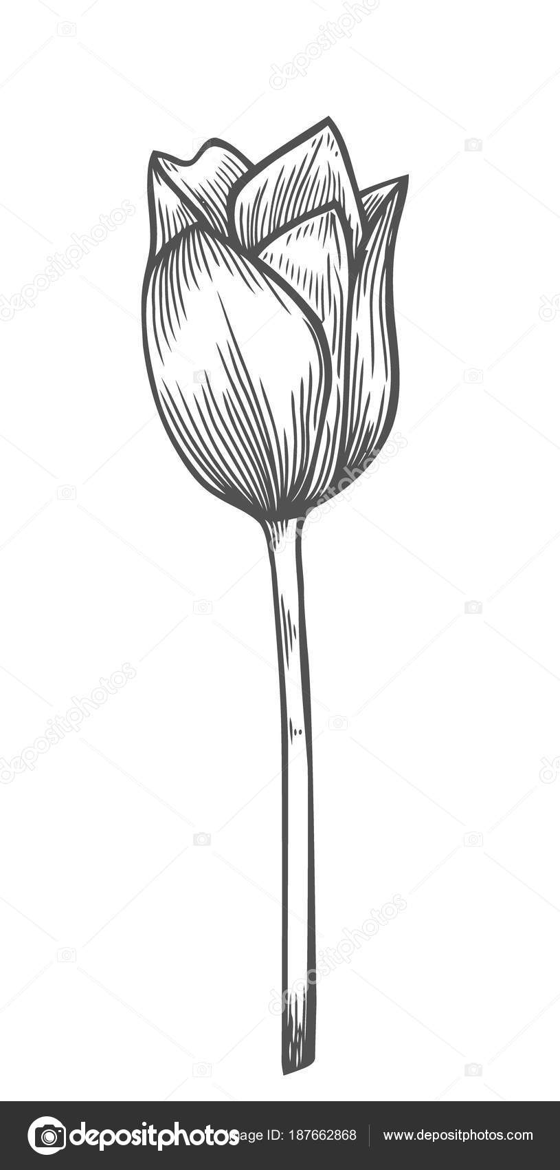 815x1700 Tulip Vector Artwork Hatefighters