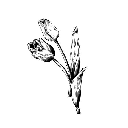490x490 Tulip Drawing Flower Nature Vector Icon On White Background