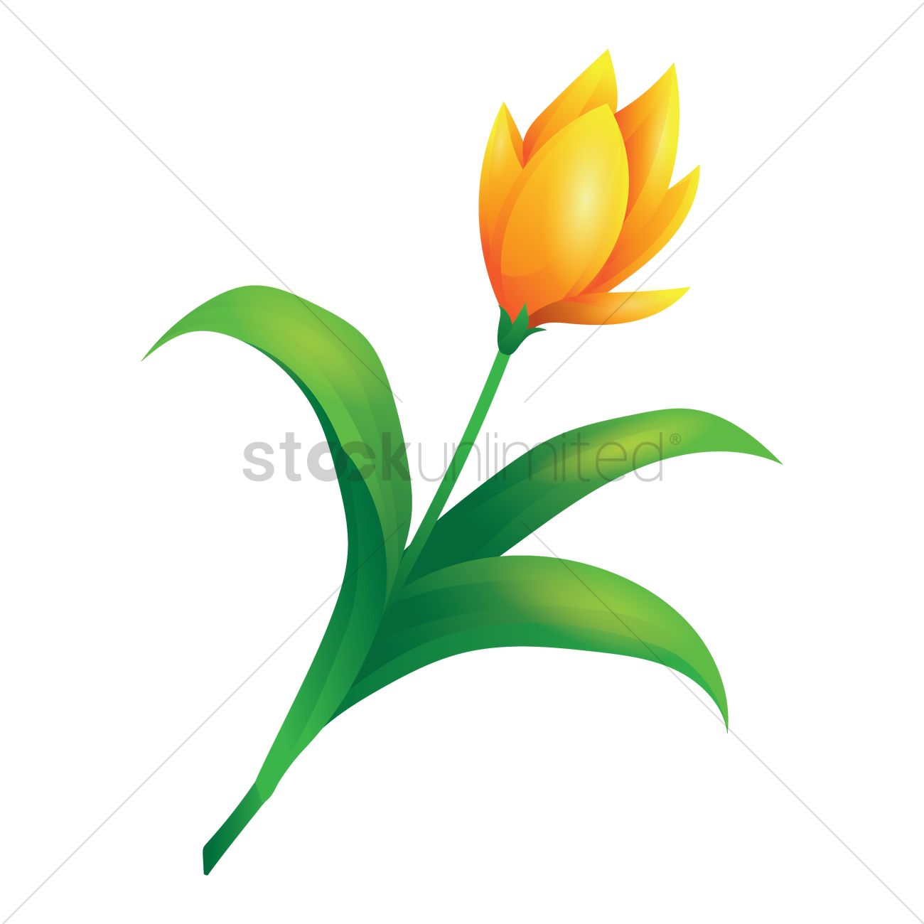 1300x1300 Yellow Tulip Vector Image