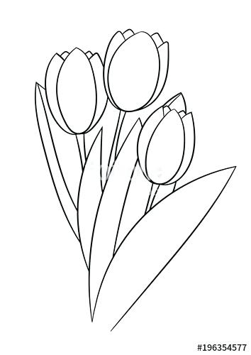354x500 Tulip Coloring Sheet
