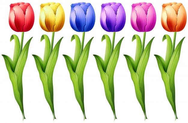 Tulipan Vector at Vectorified.com | Collection of Tulipan Vector free ...