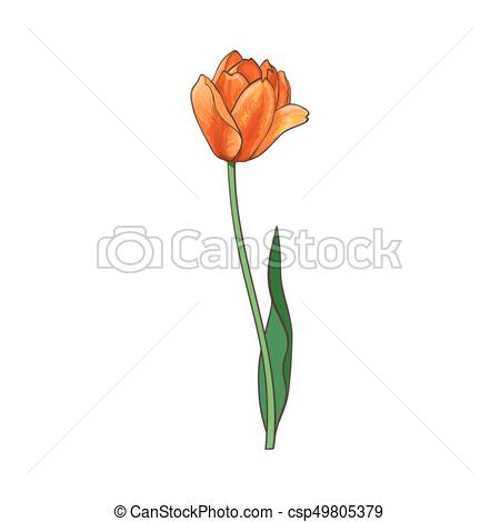 450x470 Vector, Abierto, Aislado Flor, Amor