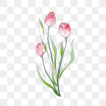 360x360 Vector De Tulipanes Png, Vectores, E Clipart Para Descarga