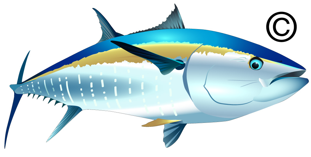 1050x529 Tuna Fish Clipart