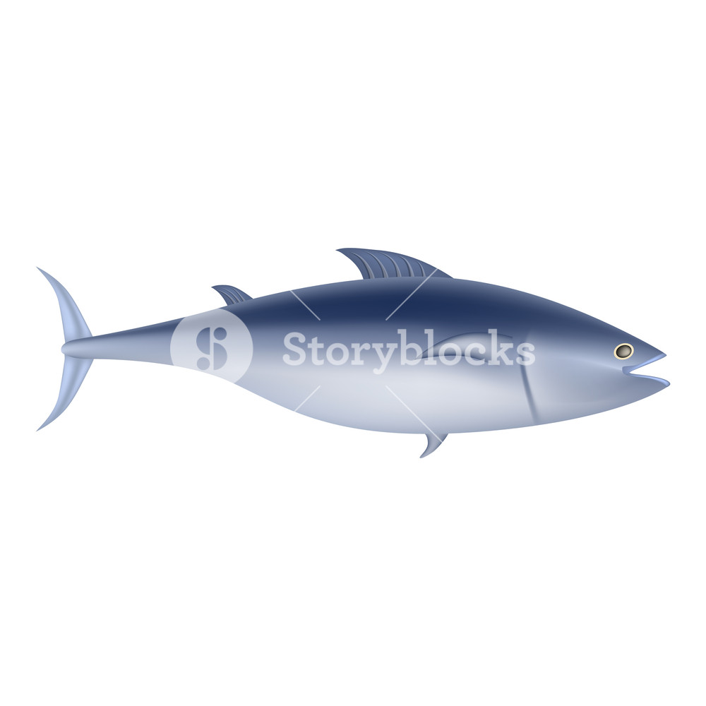 1000x1000 Tuna Fish Mockup Realistic Illustration Of Tuna Fish Vector