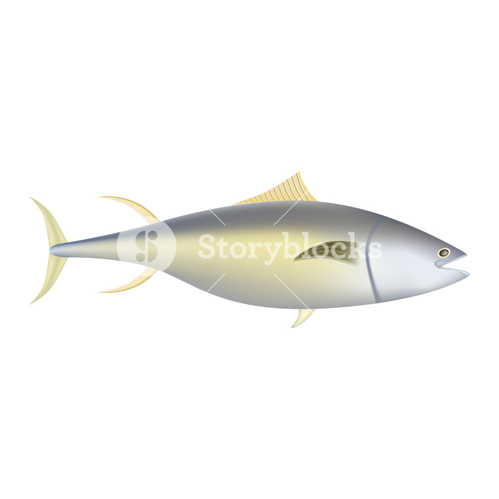 1000x1000 Yellowfin Tuna Fish Mockup Realistic Illustration Of Yellowfin