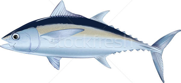 600x277 Illustration Of Tuna Fish Vector Version Vector Illustration