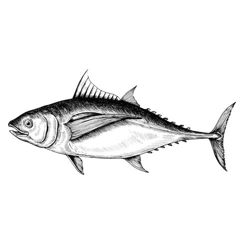 490x490 Hand Drawn Tuna Fish