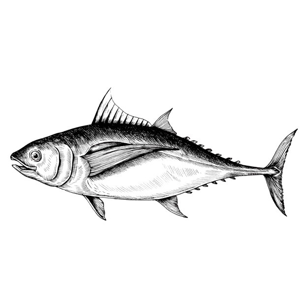 626x626 Hand Drawn Tuna Fish Vector Premium Download