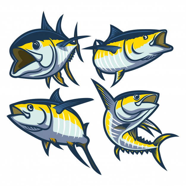 626x626 Set Of Yellow Fin Tuna Illustration Isolated Vector Premium Download