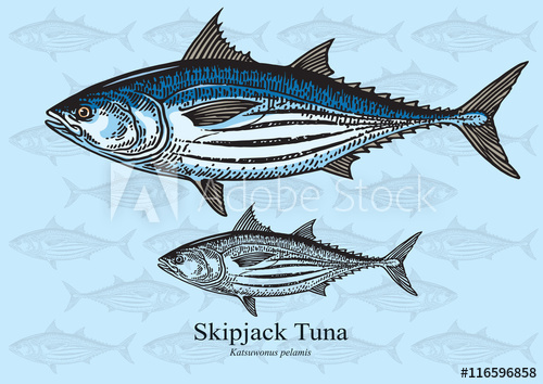 500x354 Skipjack Tuna
