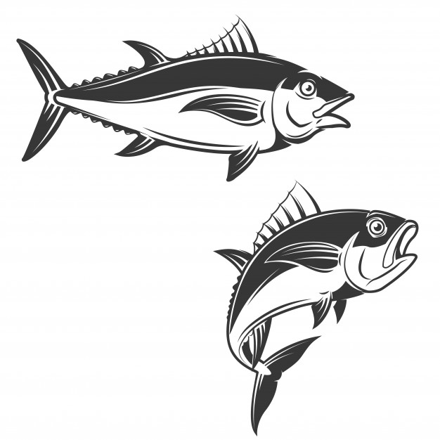 626x626 Tuna Vectors, Photos And Free Download