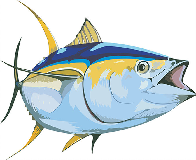 672x551 Tuna Vector Fish Thunnus Thynnus