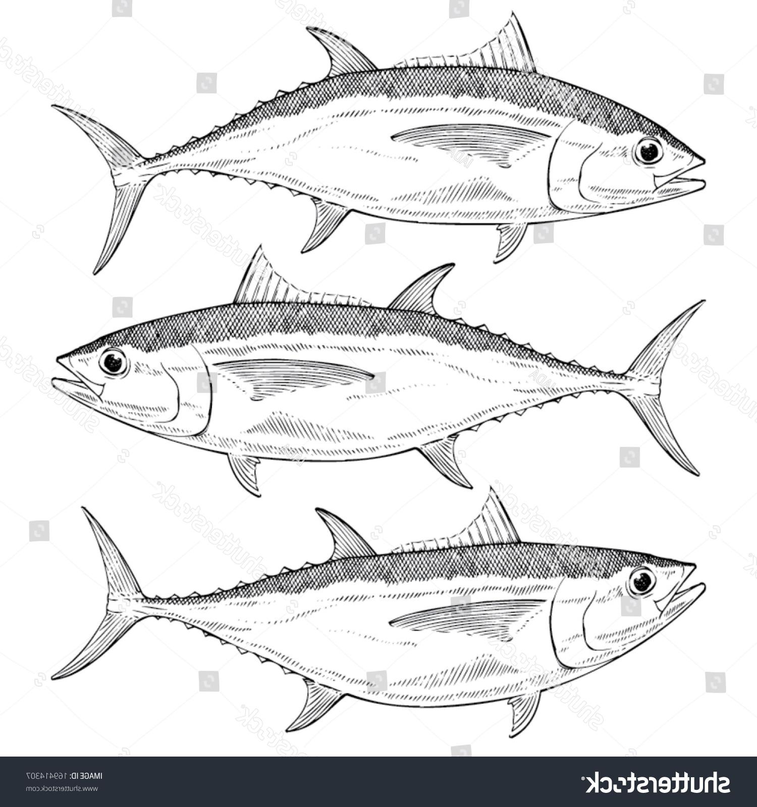 1500x1600 Best Free Bigeye Tuna Vector Library Free Vector Art, Images
