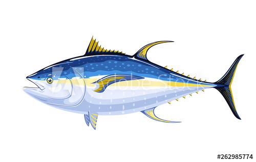 500x318 Commercial Fish Species Yellowfin Tuna Vector Illustration