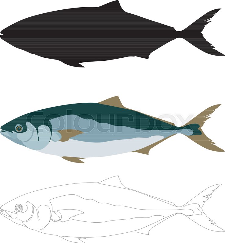 738x800 Fish Tuna Vector Illustration Flat Stock Vector Colourbox