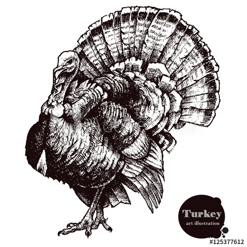 500x500 Turkey Vector Illustration Thanksgiving Day