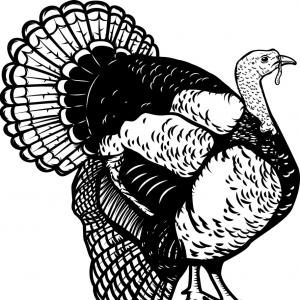 300x300 Free Wild Turkey Icons Vector Hoodamathrun
