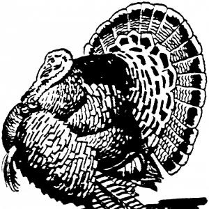 300x300 Find Differences Game Turkey Vector Hoodamathrun