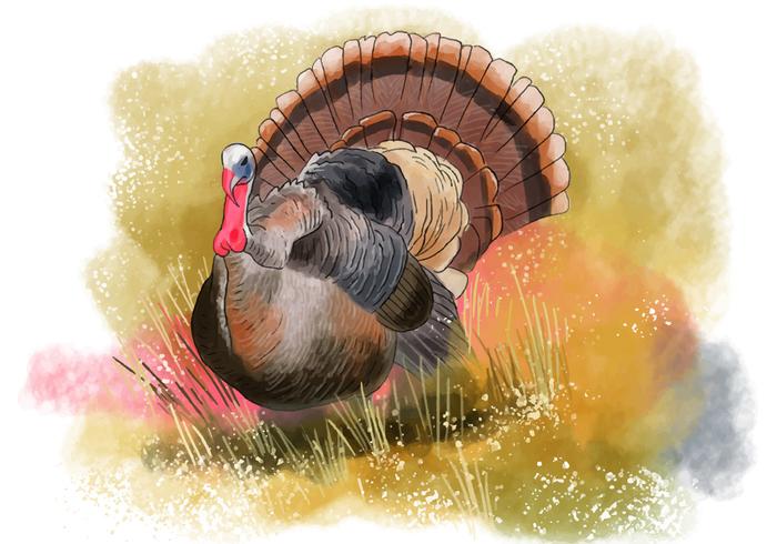 700x490 Wild Turkey Bird