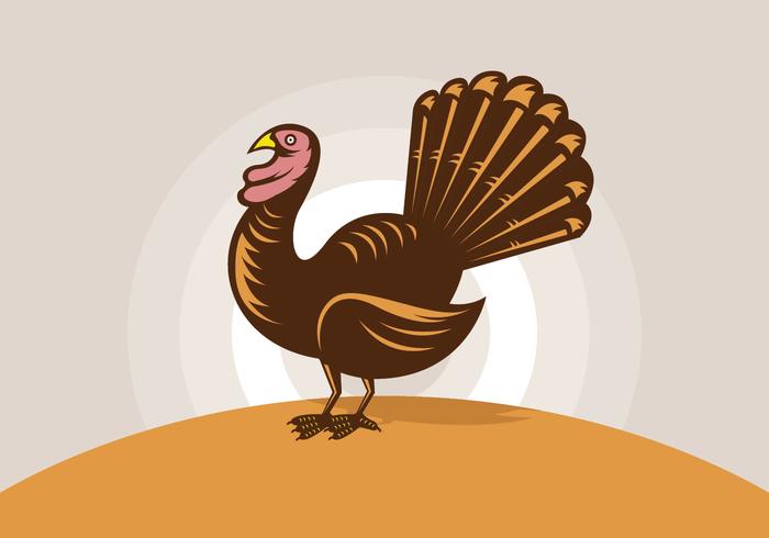700x490 Wild Turkey Illustrations