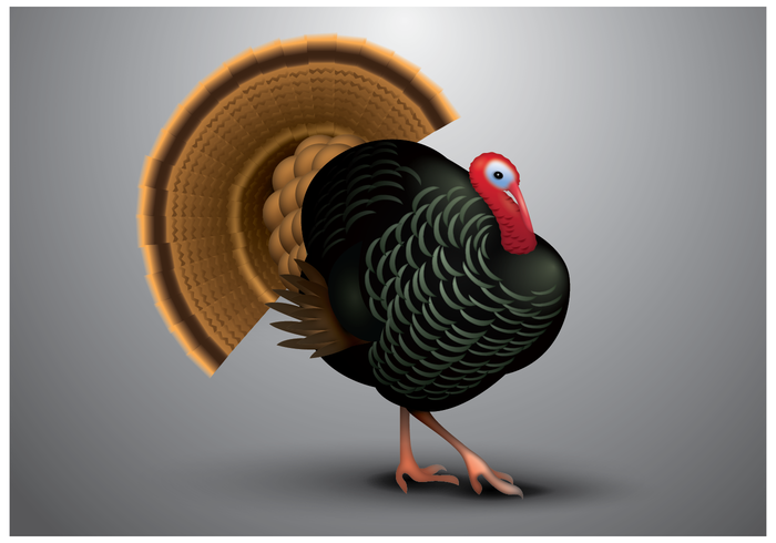 Turkey Free Vector Art 700x490 Turkey Free Vector Art
