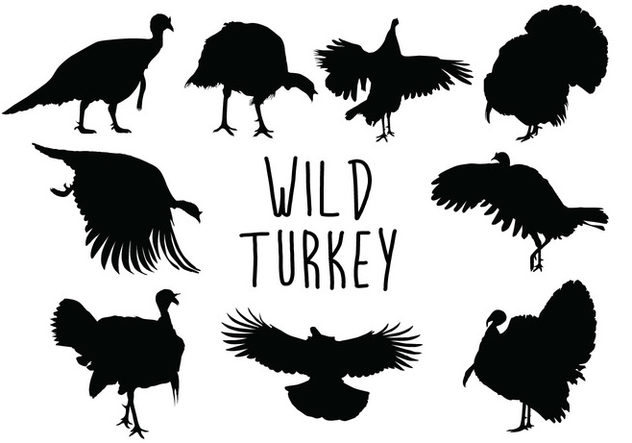 Wild Turkey Silhouette Free Vector Download Cannypic 632x443 Wild Turkey Silhouette Free Vector Download Cannypic