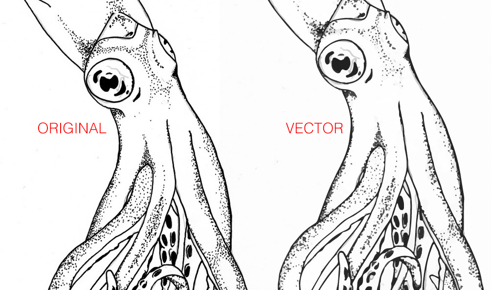 turn image into vector illustrator