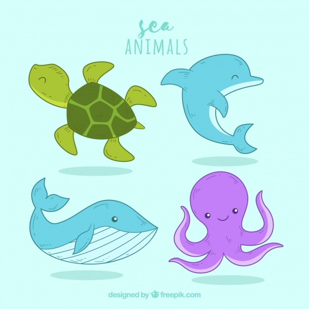 626x626 Turtle Vectors, Photos And Free Download