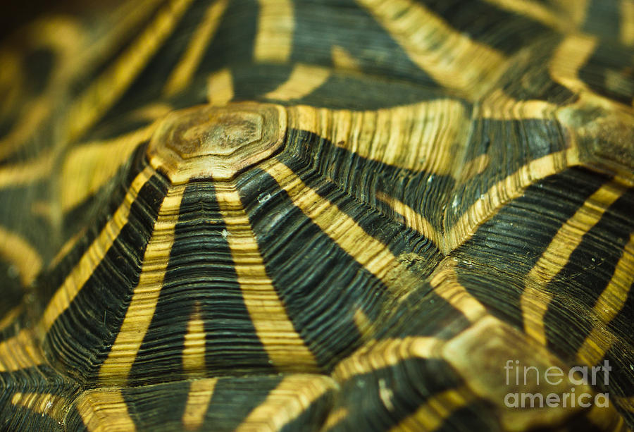 900x613 Turtle Shell Photograph