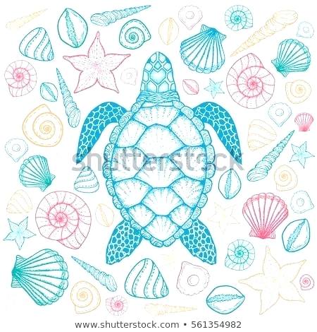 450x470 Turtle Shell Art