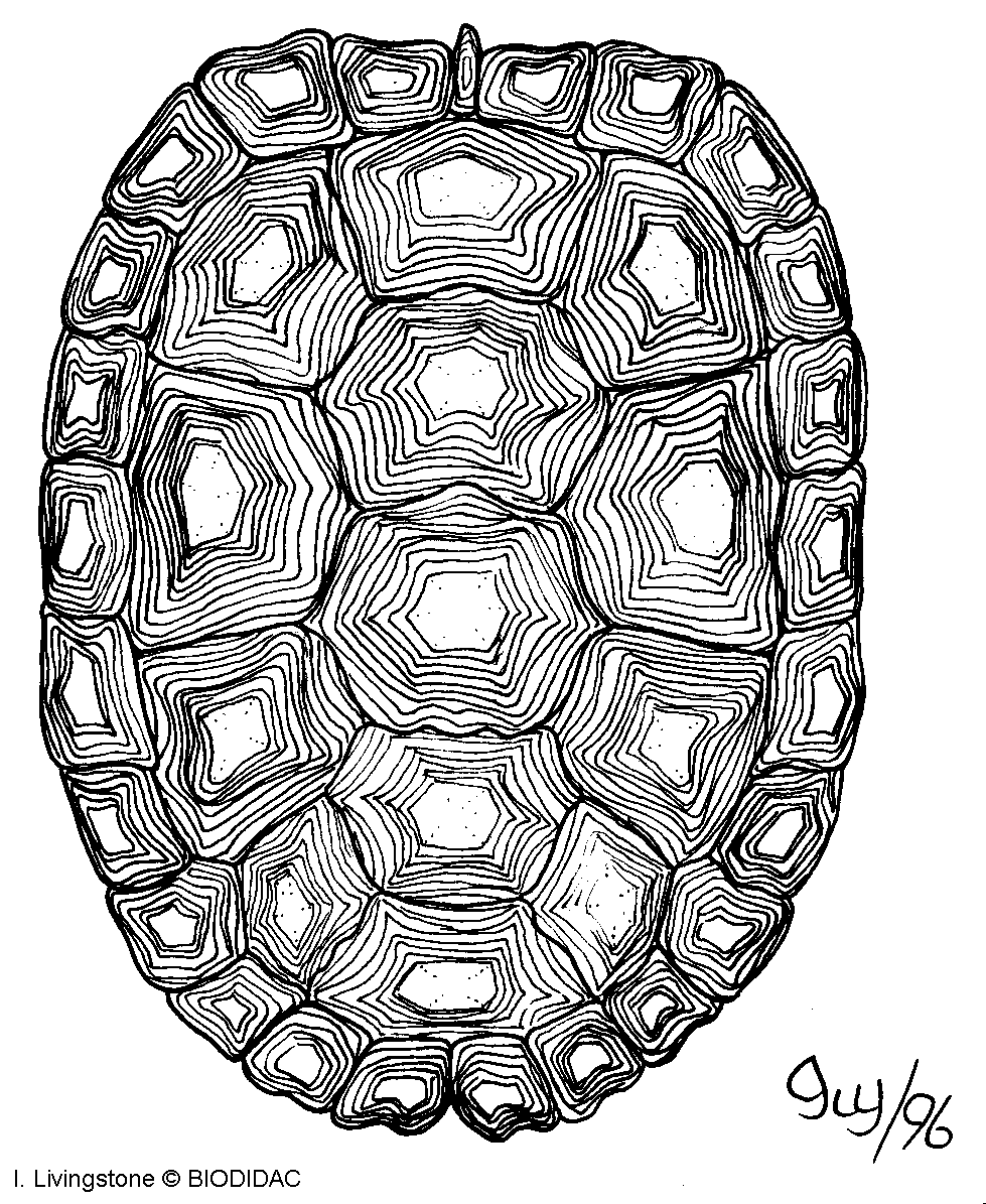 979x1195 Turtle Shell Drawing
