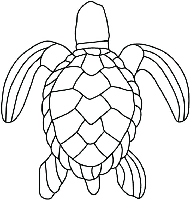 Tortoise Shell Pattern Turtle Drawing Vector Iphytech 728x766 Tortoise Shell Pattern Turtle Drawing Vector Iphytech