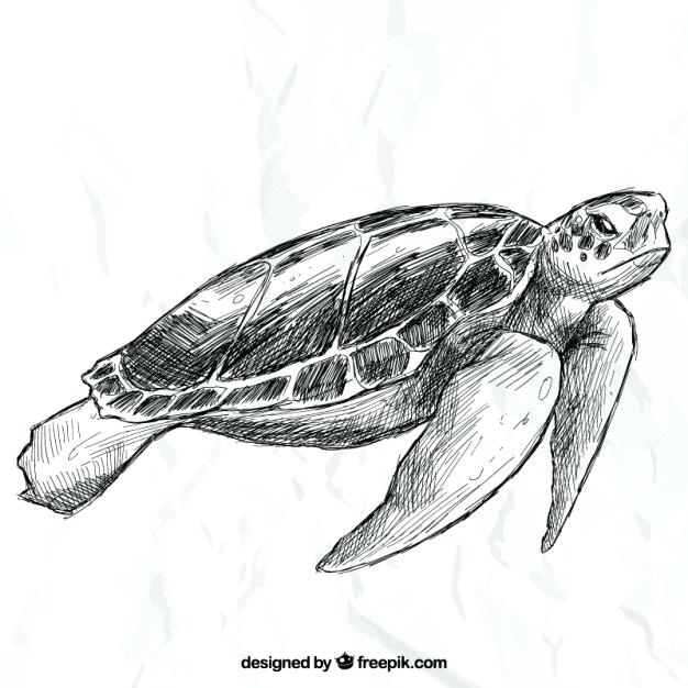 Turtle Shell Vector at Vectorified.com | Collection of Turtle Shell ...