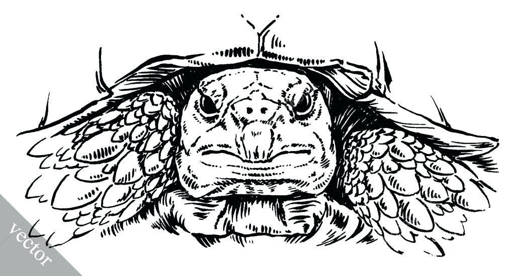 1024x550 Drawing Turtle Shell