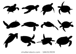 265x190 Image Result For Sea Turtle Vector Inspiration Turtle