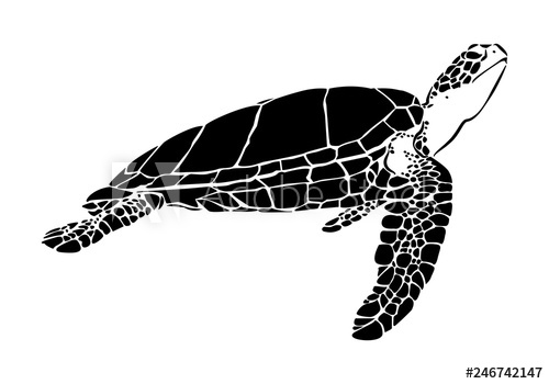 585 Turtle vector images at Vectorified.com