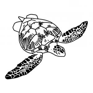 300x300 Hand Draw Sea Turtle Vector Catchsplace