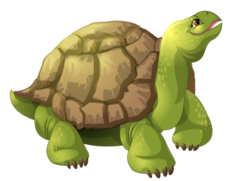 Turtle Vector Image at Vectorified.com | Collection of Turtle Vector ...