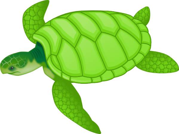 Turtle Vector Png