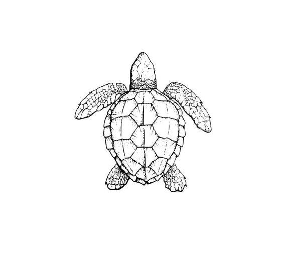 570x510 Sea Turtle And Png Digital Download Sea Turtle Graphic Etsy