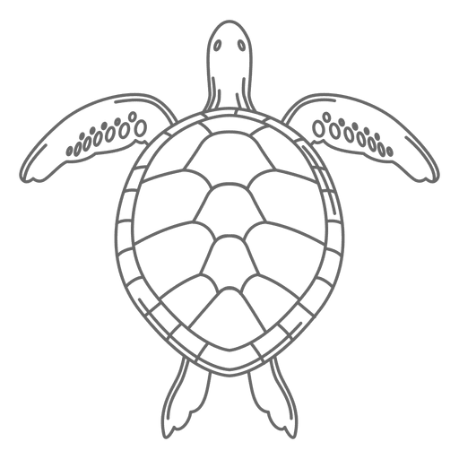 Turtle Vector Png at Vectorified.com | Collection of Turtle Vector Png ...